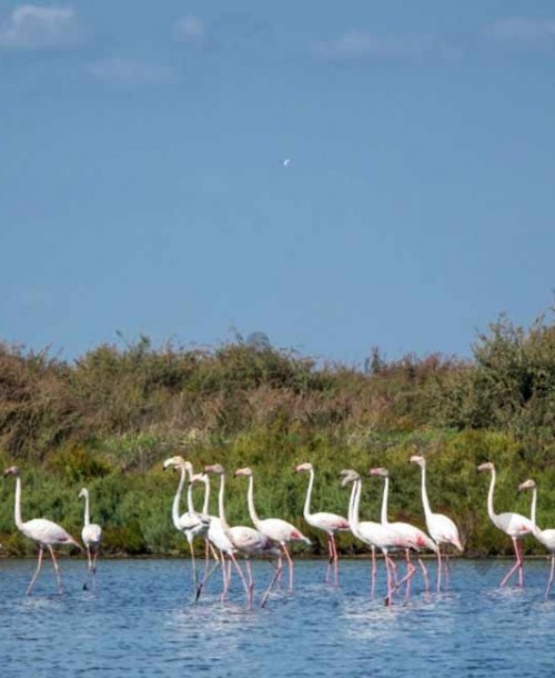 Arco del Tajo, un paraíso natural de flora y fauna