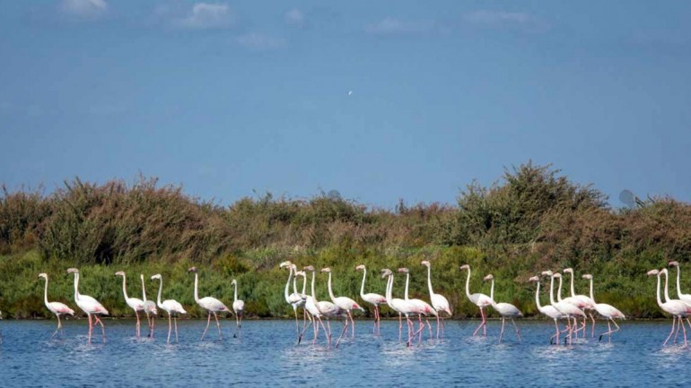 Arco del Tajo, un paraíso natural de flora y fauna
