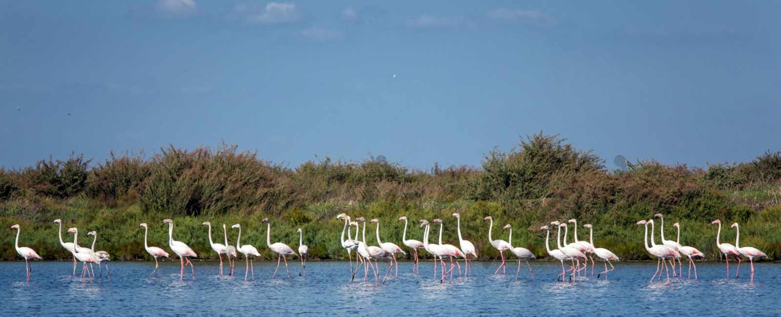 Arco del Tajo, un paraíso natural de flora y fauna