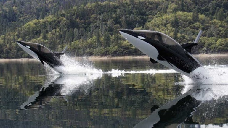 Nos metemos en la piel de un gran delfín