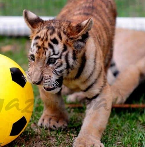 Los tigres también tienen su mundial