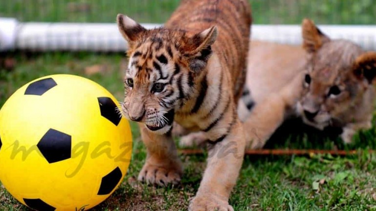 Los tigres también tienen su mundial