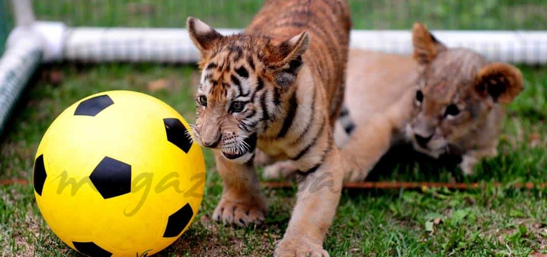 Los tigres también tienen su mundial