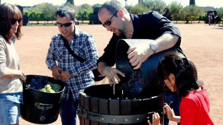 Vive la experiencia de la vendimia