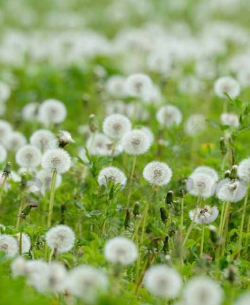 La primavera 2017 se espera más dura para los alérgicos