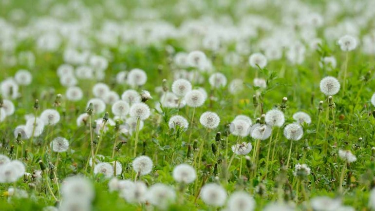 La primavera 2017 se espera más dura para los alérgicos