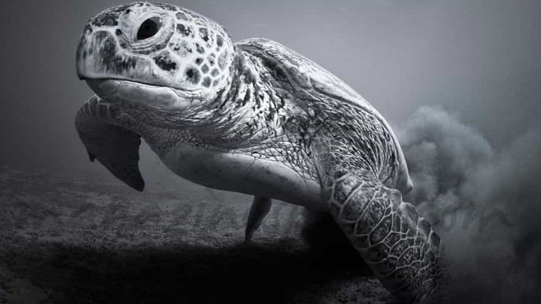 Las maravillas del reino animal