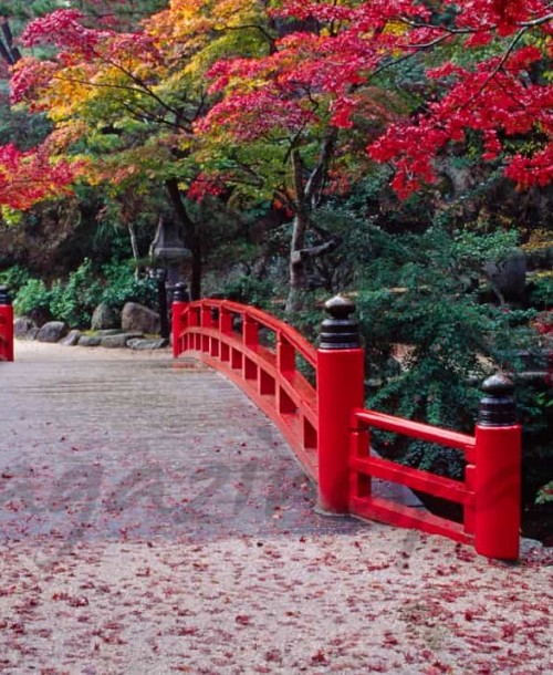 Los árboles rojos de Japón se adentran en la cocina