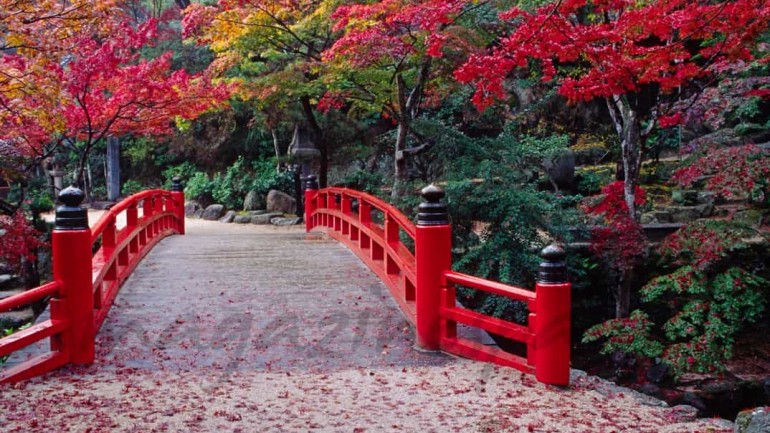 Los árboles rojos de Japón se adentran en la cocina