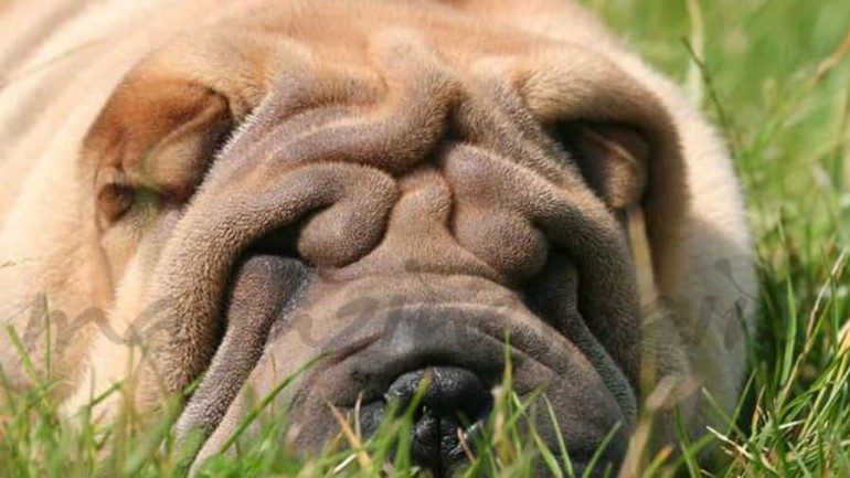 ¿Qué problema tiene tu piel?