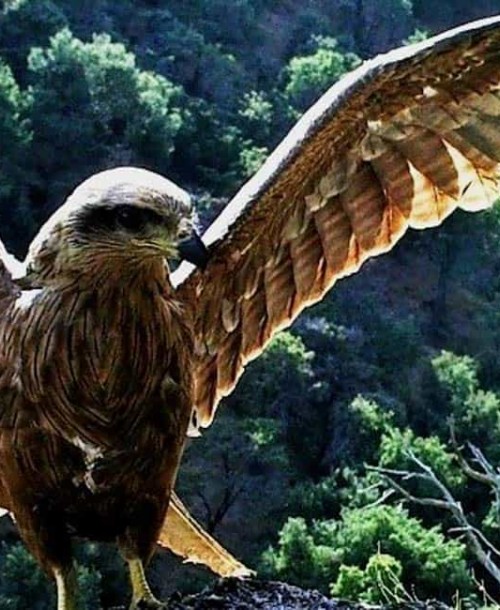 La importancia del seguimiento y conservación de las aves rapaces