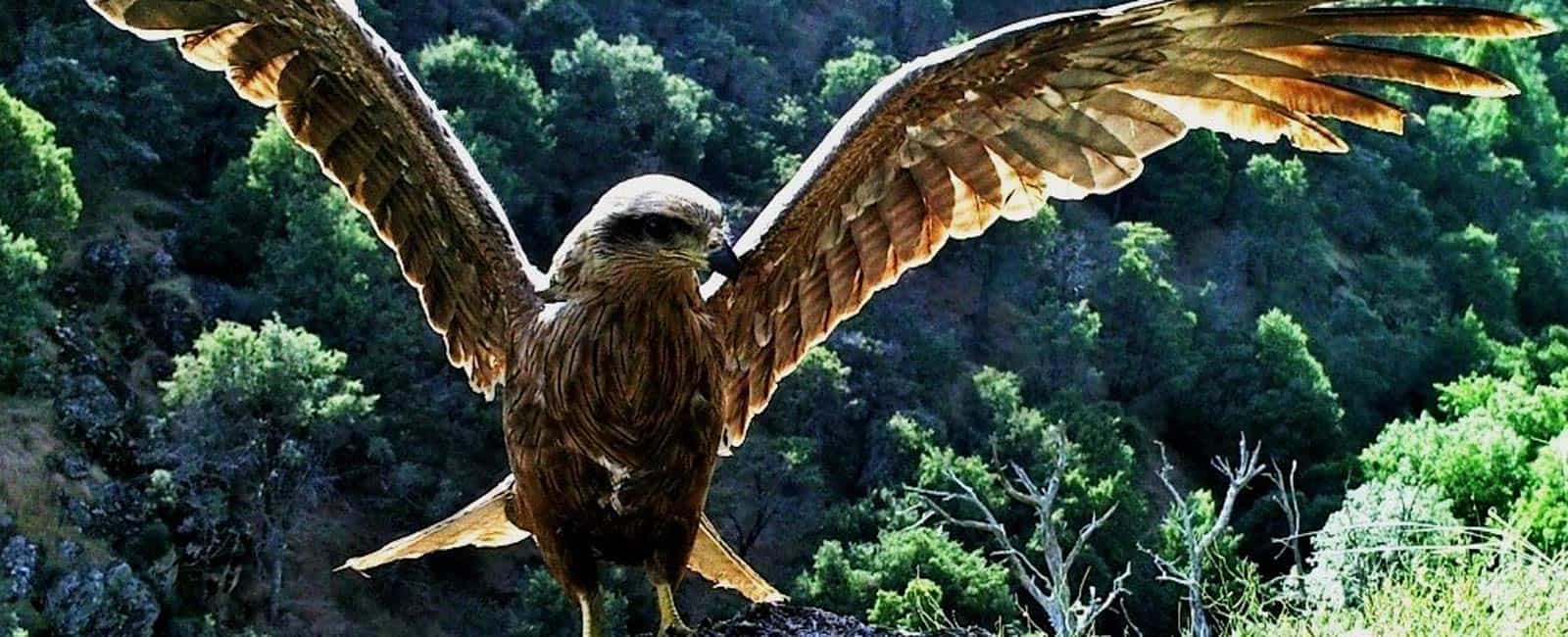 La importancia del seguimiento y conservación de las aves rapaces