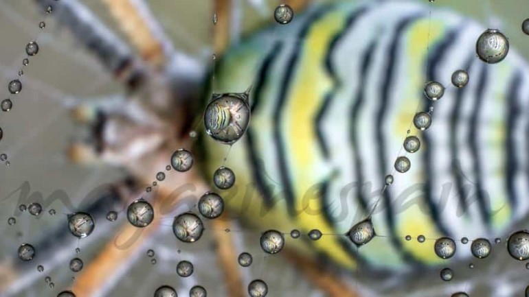 Las imágenes más espectaculares a vista de araña