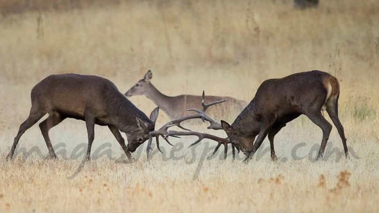 La berrea inunda las dehesas del Tajo