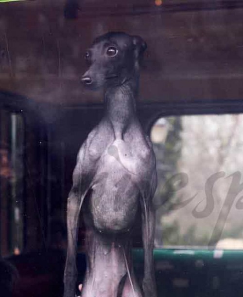 Primer autobús para perros del mundo