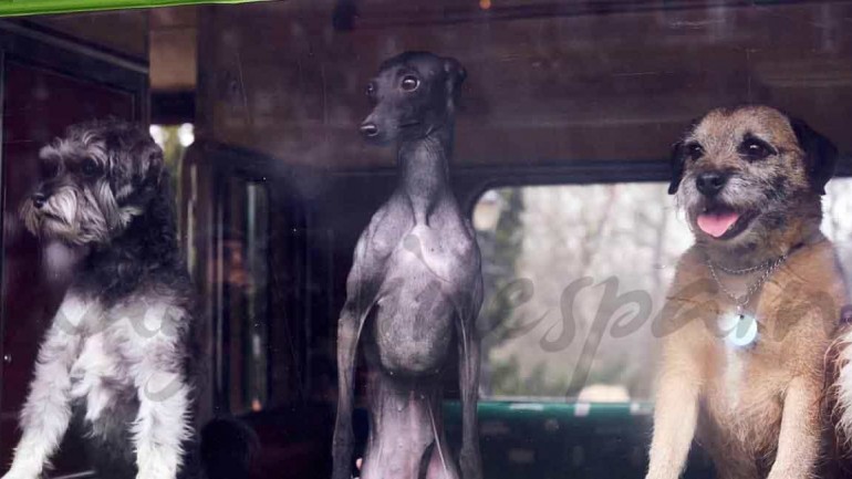 Primer autobús para perros del mundo