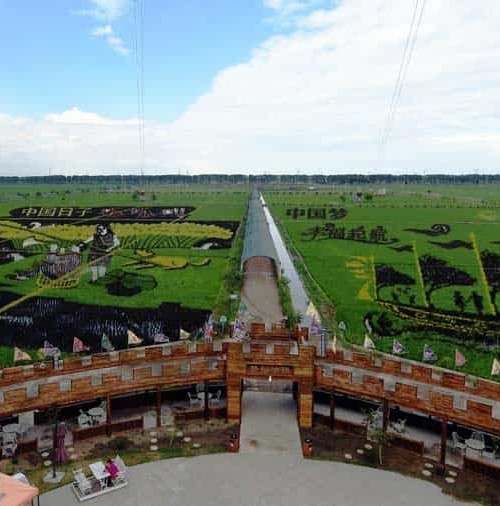 Los campos de arroz convertidos en obras de arte