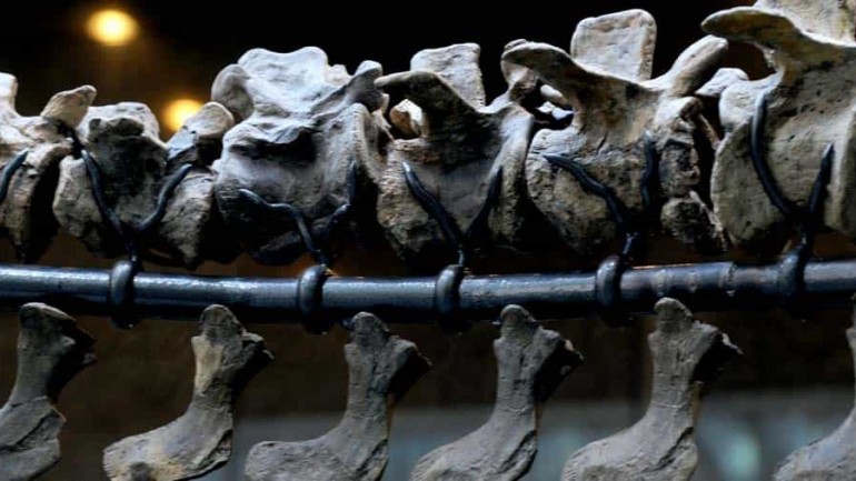 En las calles de  New York, subasta de dinosaurios