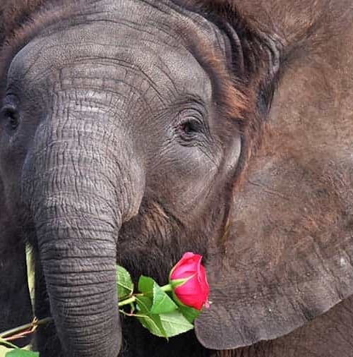 Los elefantes también tienen su San Valentín