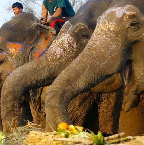 Los elefantes se van de picnic