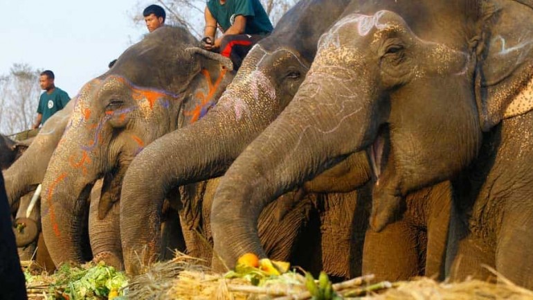 Los elefantes se van de picnic