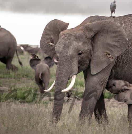 El elefante podría desaparecer en doce años…