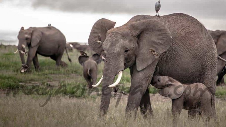 El elefante podría desaparecer en doce años…