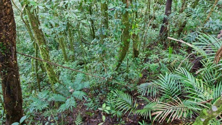 Enfermedades Tropicales