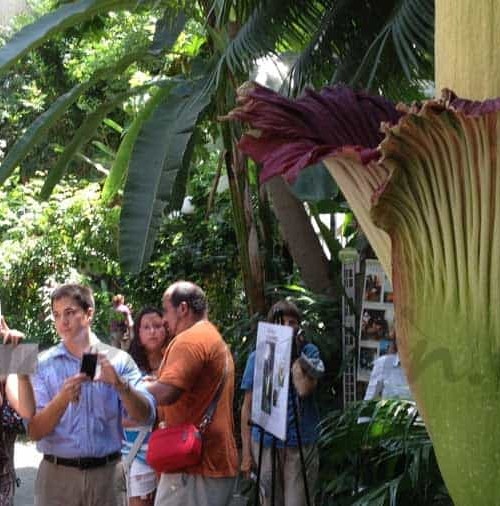 Titan Arum, la flor más grande del mundo, brota en Washington