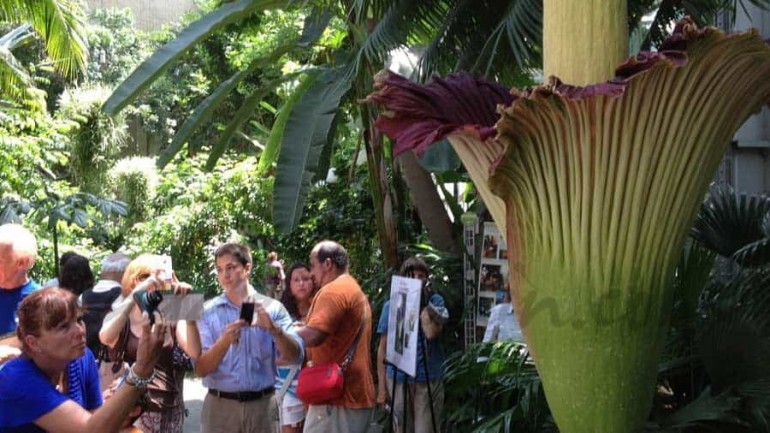 Titan Arum, la flor más grande del mundo, brota en Washington