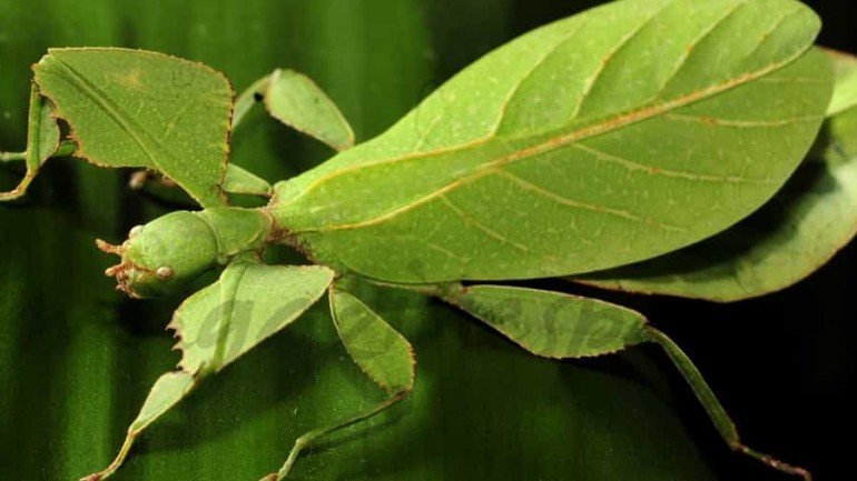 La belleza del insecto hoja