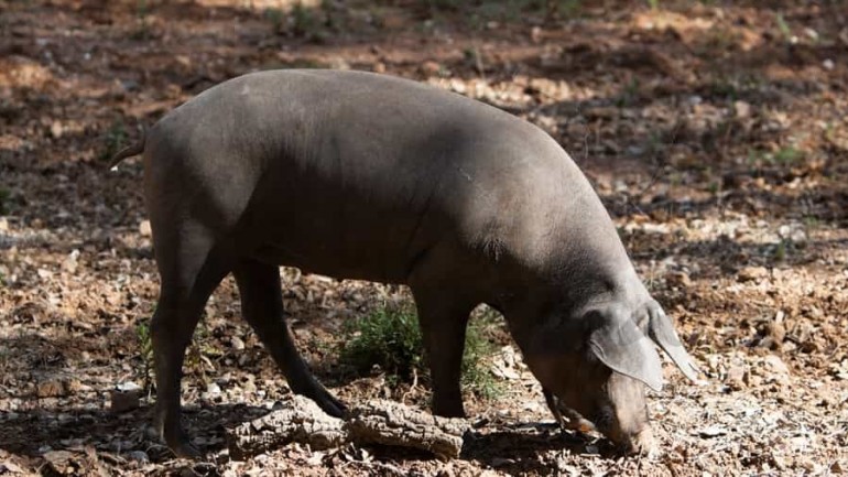La rebelión del JAMÓN