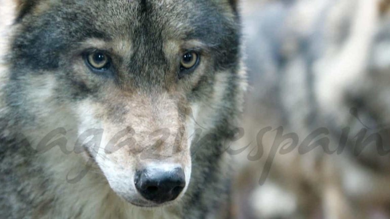 Dos lobos en tu interior