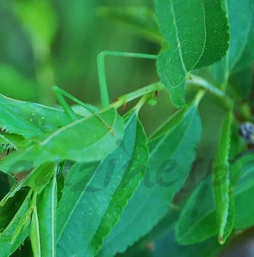 La mantis nunca falla