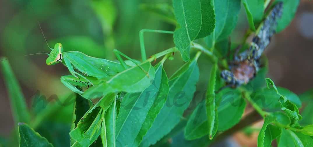 La mantis nunca falla