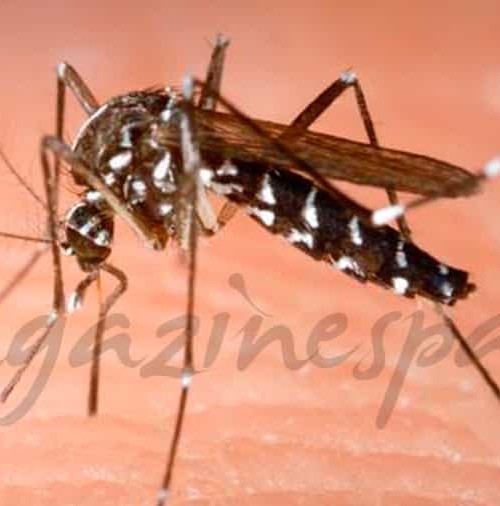 En Cataluña, controles de tráfico para localizar «mosquitos tigres»