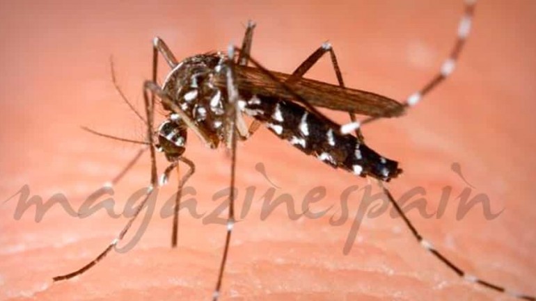 En Cataluña, controles de tráfico para localizar «mosquitos tigres»