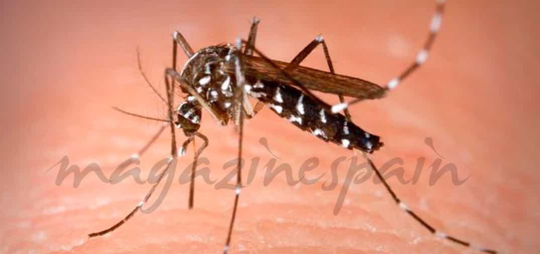 En Cataluña, controles de tráfico para localizar «mosquitos tigres»
