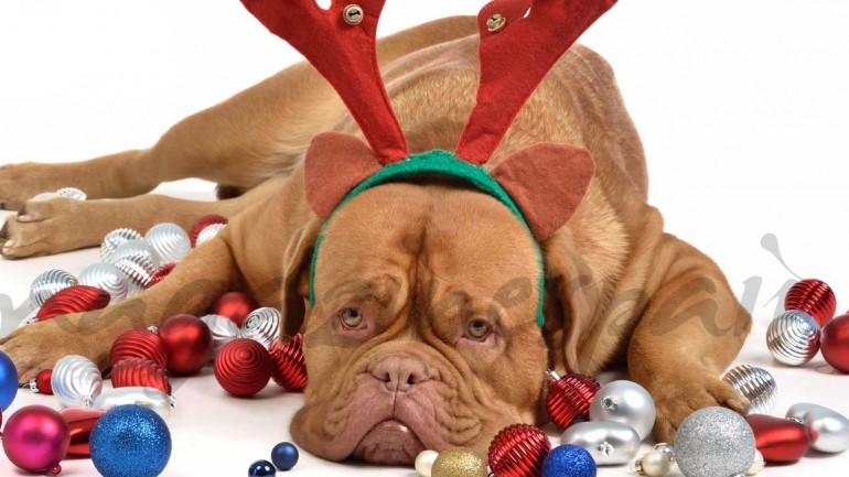 La Navidad no es buen momento para todos
