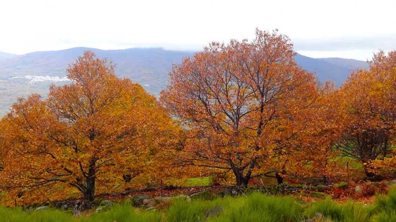 La Otoñada 2017 en el Valle del Jerte
