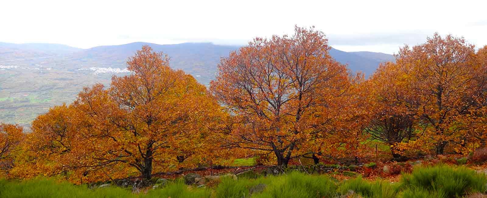 La Otoñada 2017 en el Valle del Jerte