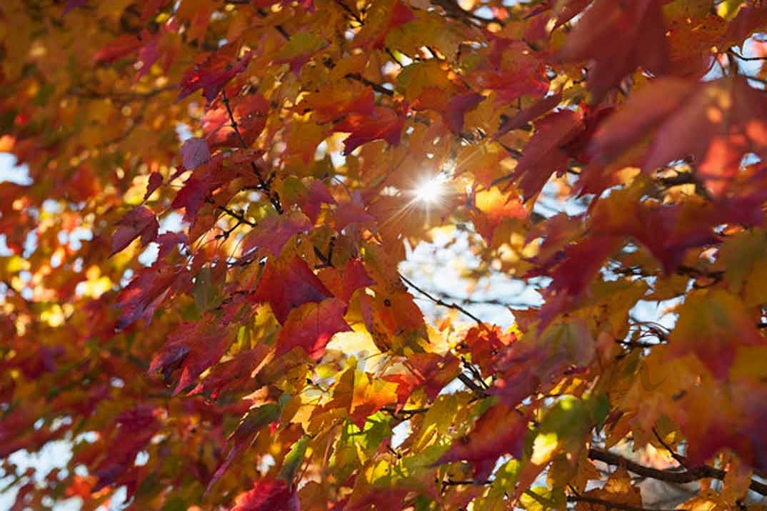 pelo otoño