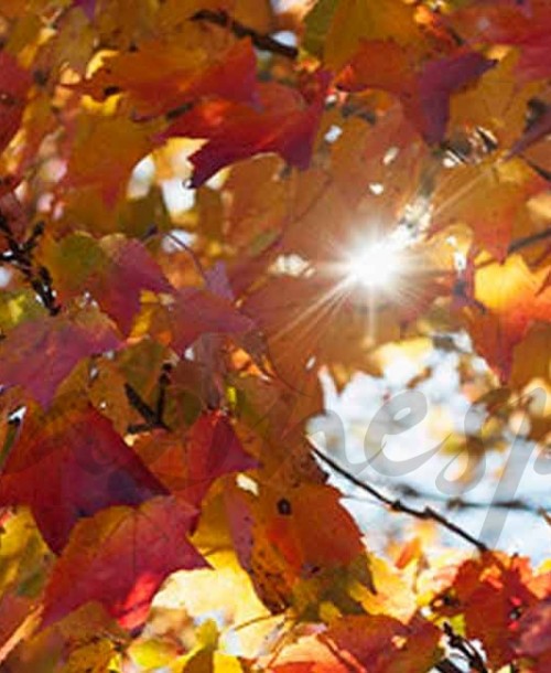 ¿Por qué se cae el pelo en otoño?