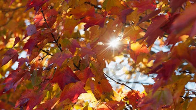 ¿Por qué se cae el pelo en otoño?