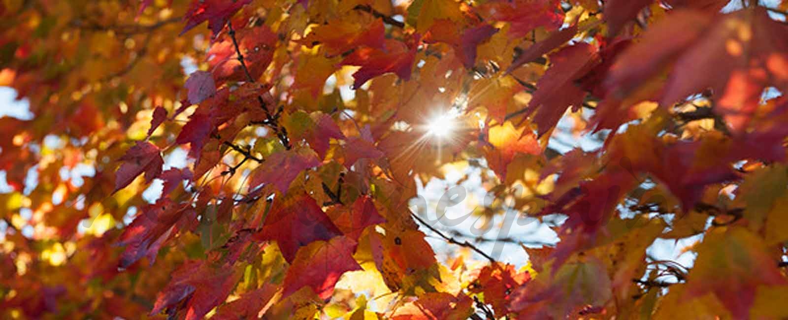 ¿Por qué se cae el pelo en otoño?