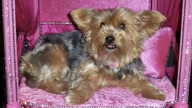 Muebles a medida para perros