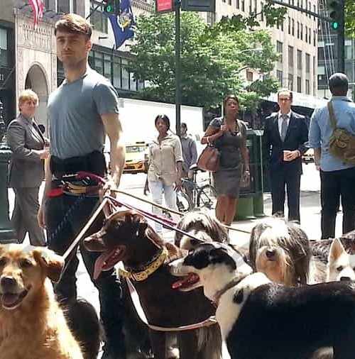 Daniel Radcliffe… el encantador de perros