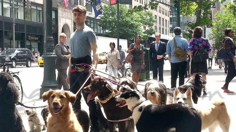 Daniel Radcliffe… el encantador de perros