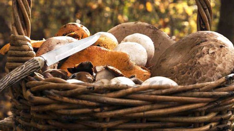 Casas rurales para ir a por setas este otoño