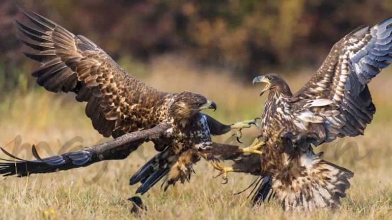 Comunicarse sin violencia